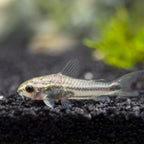 Pygmy Corydora corydora fish — Aquaplantz Canada