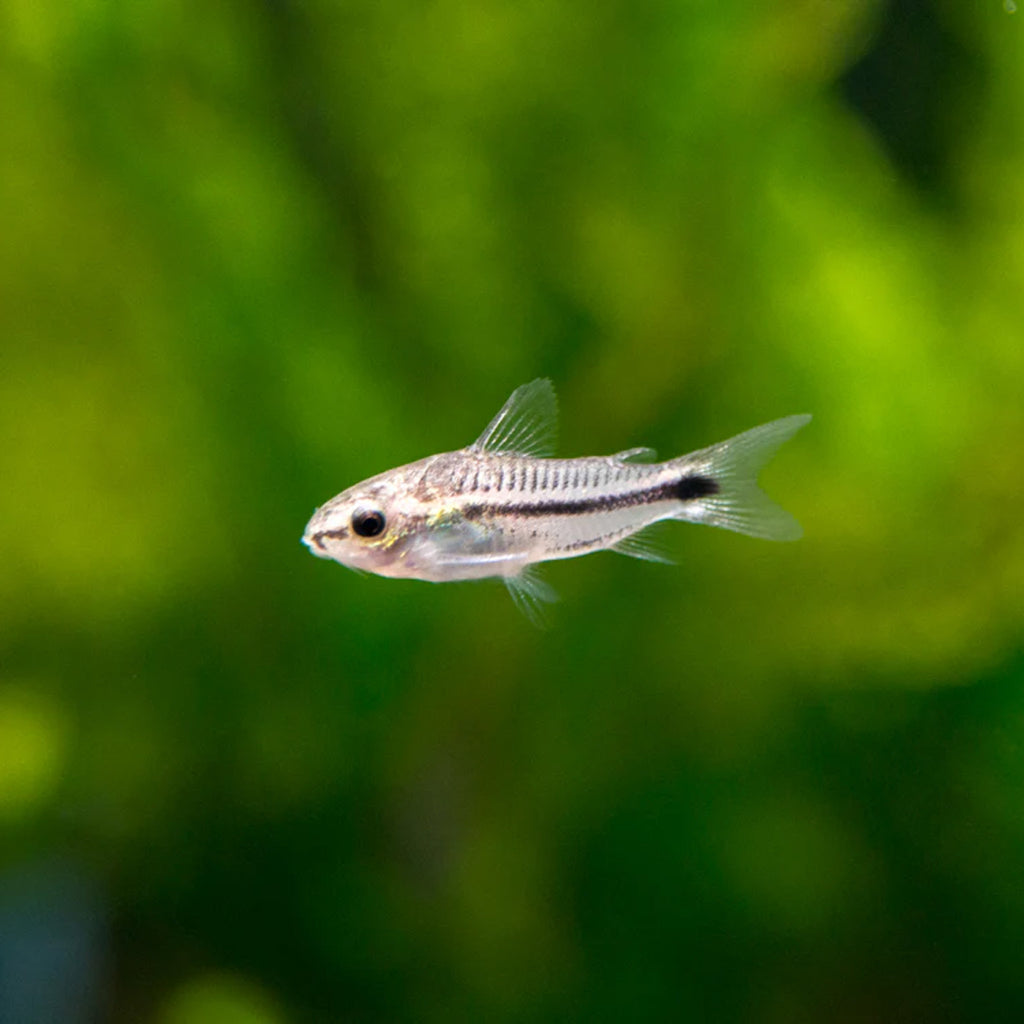Pygmy Corydora corydora fish — Aquaplantz Canada