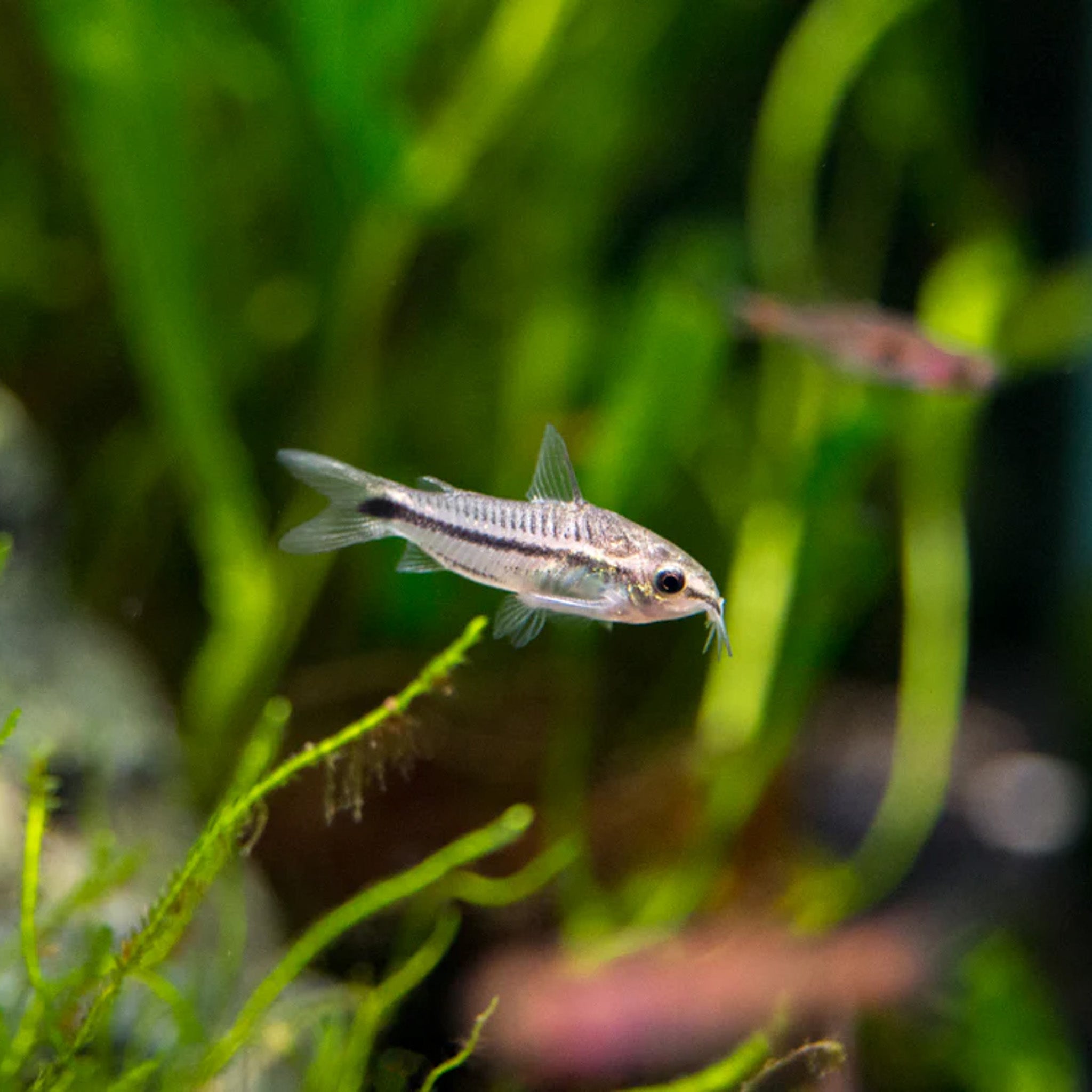Pygmy Corydora corydora fish — Aquaplantz Canada