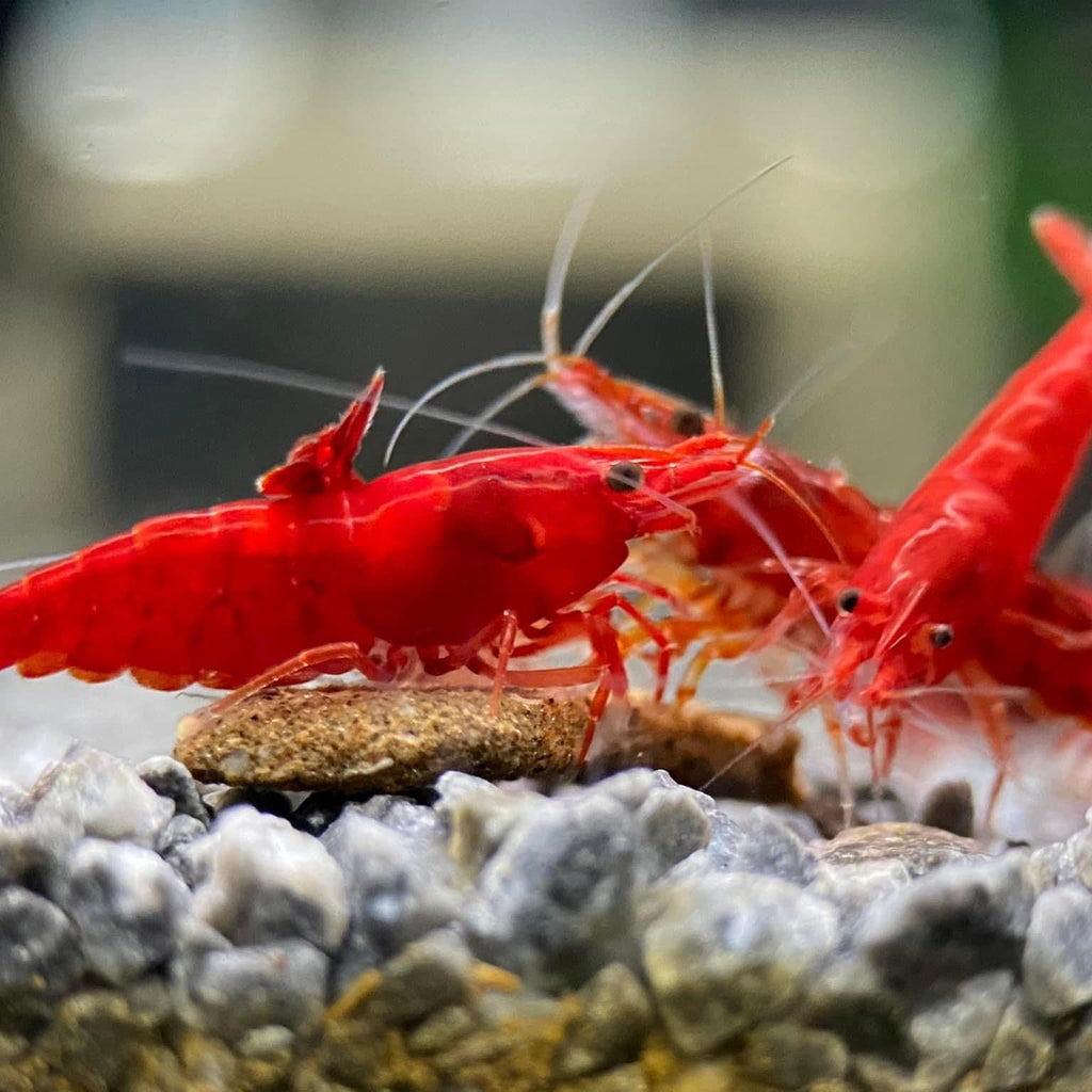 Red Cherry Shrimp aquarium shrimp — Aquaplantz Canada