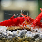 Red Cherry Shrimp aquarium shrimp — Aquaplantz Canada
