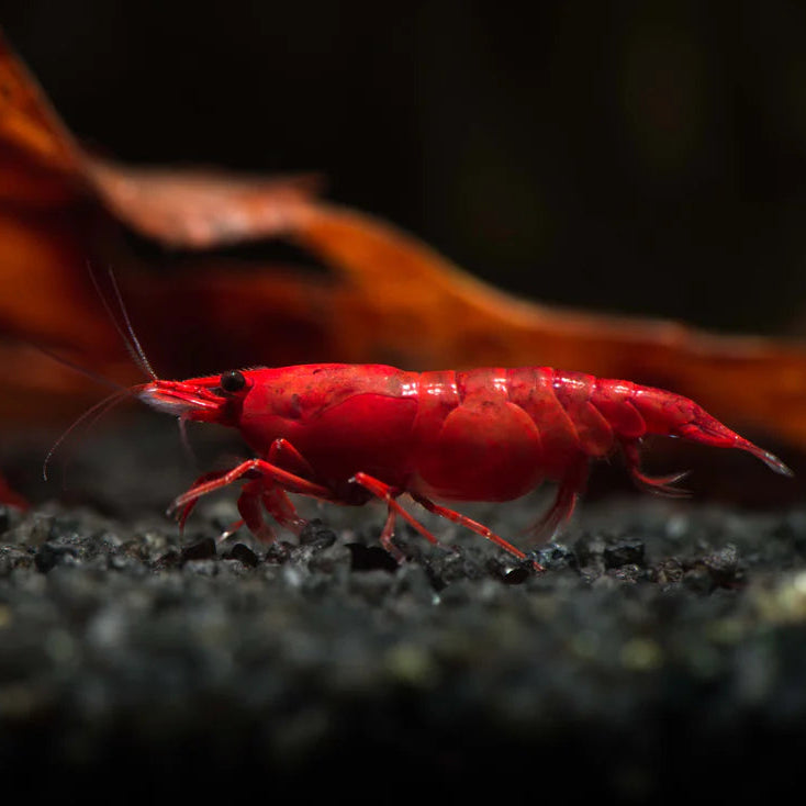 Red Cherry Shrimp aquarium shrimp — Aquaplantz Canada