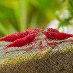 Red Cherry Shrimp aquarium shrimp — Aquaplantz Canada