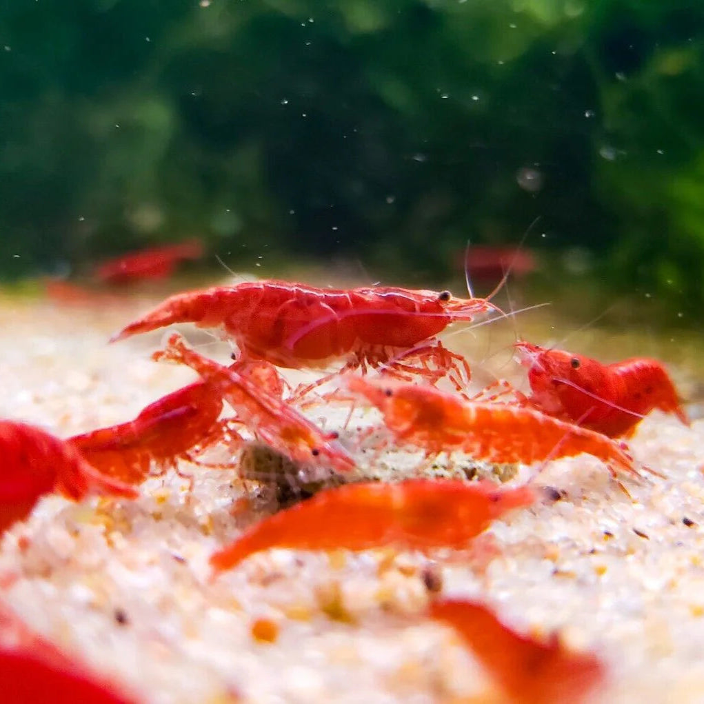Red Cherry Shrimp aquarium shrimp — Aquaplantz Canada