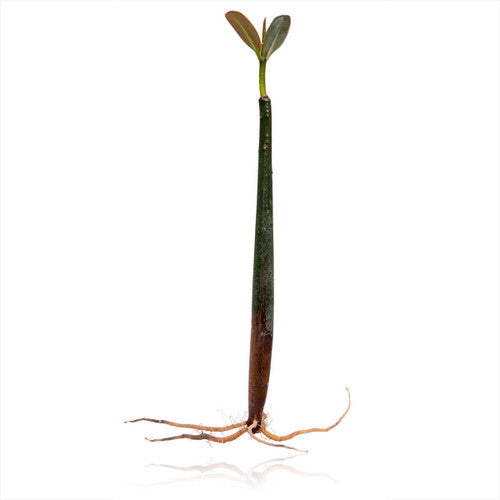 Red Mangrove Propagule with Roots (9 to 10 inch) aquarium plant — Aquaplantz Canada