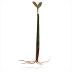 Red Mangrove Propagule with Roots (9 to 10 inch) aquarium plant — Aquaplantz Canada