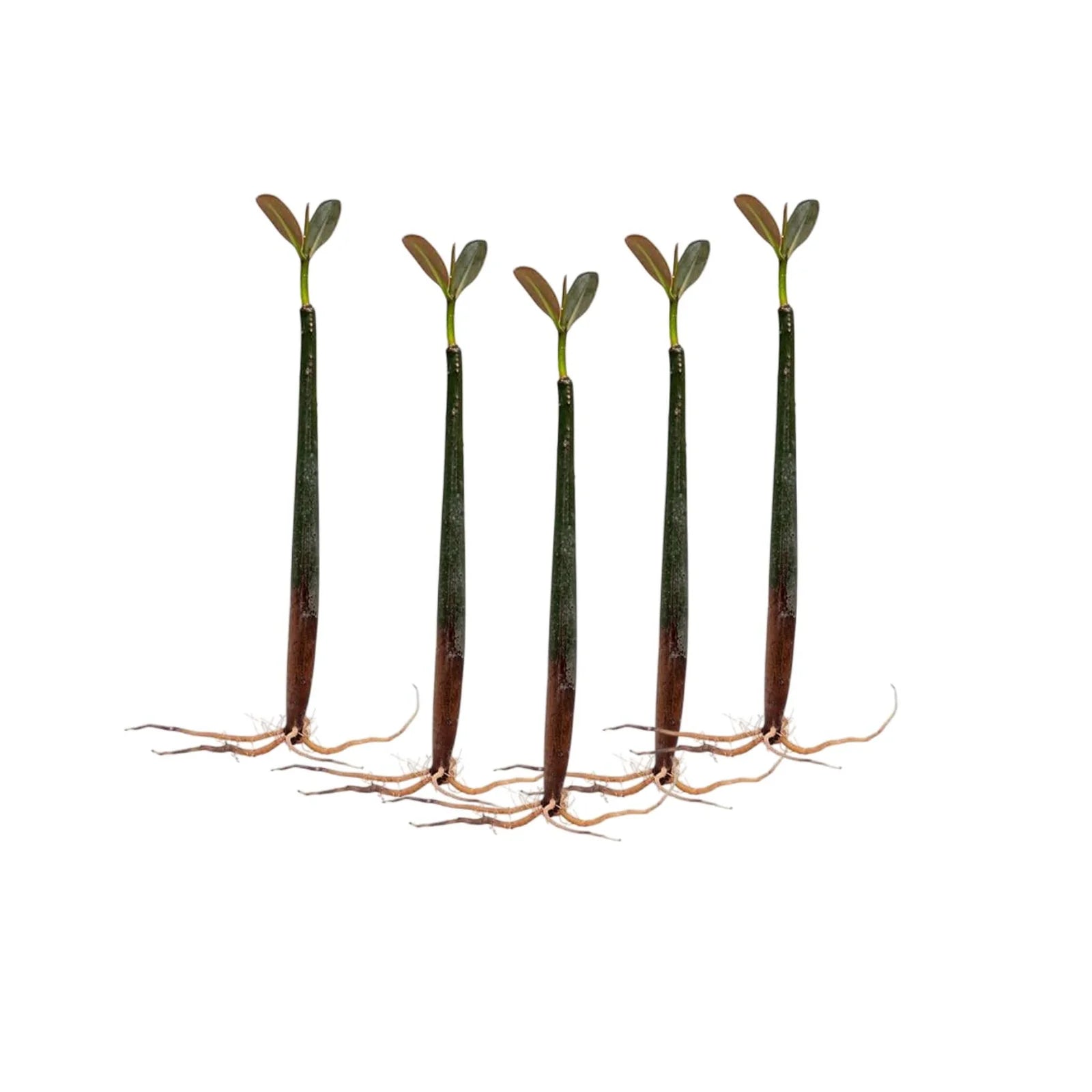 Red Mangrove Propagule with Roots (9 to 10 inch) aquarium plant — Aquaplantz Canada