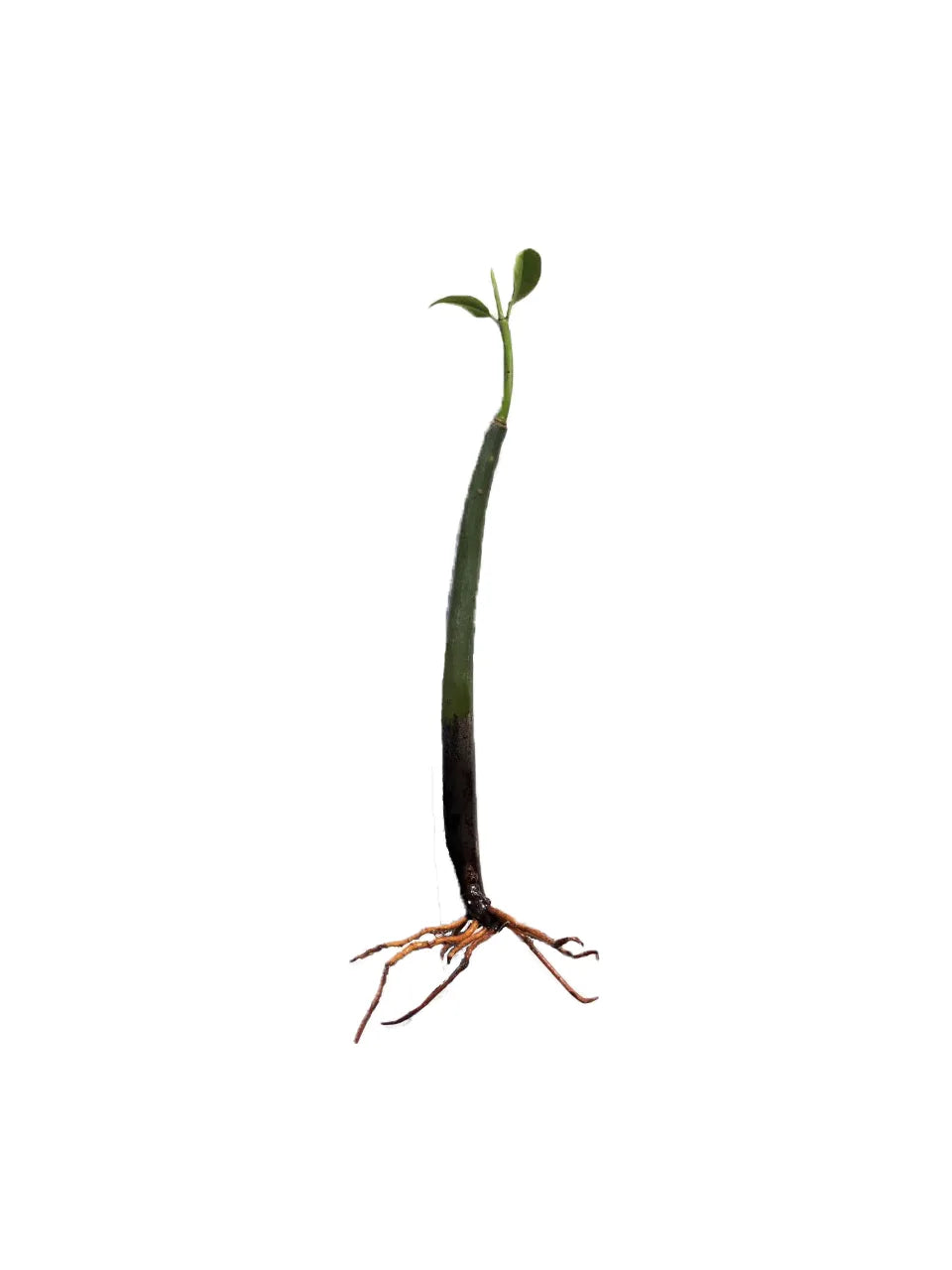 Red Mangrove Propagule with Roots (9 to 10 inch) aquarium plant — Aquaplantz Canada