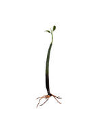 Red Mangrove Propagule with Roots (9 to 10 inch) aquarium plant — Aquaplantz Canada