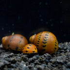 Tiger Nerite Snail aquarium snail — Aquaplantz Canada