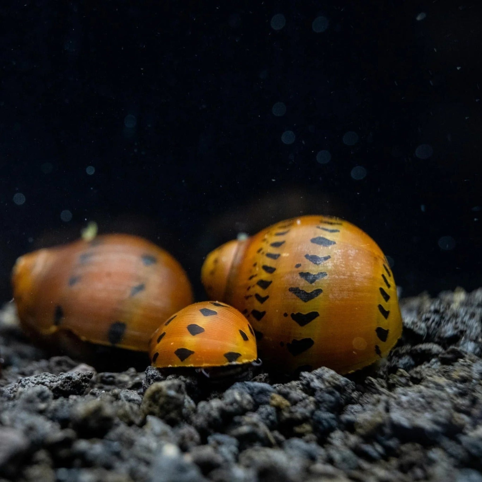 Tiger Nerite Snail aquarium snail — Aquaplantz Canada