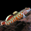 Rhinogobius zhoui aquarium fish — Aquaplantz Canada