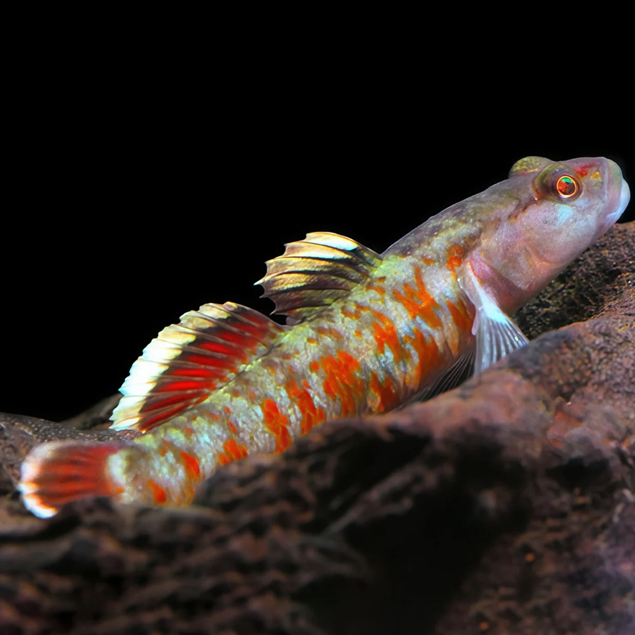 Rhinogobius zhoui aquarium fish — Aquaplantz Canada
