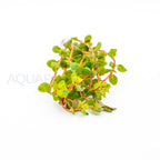 Rotala Blood Red aquarium plant — Aquaplantz Canada
