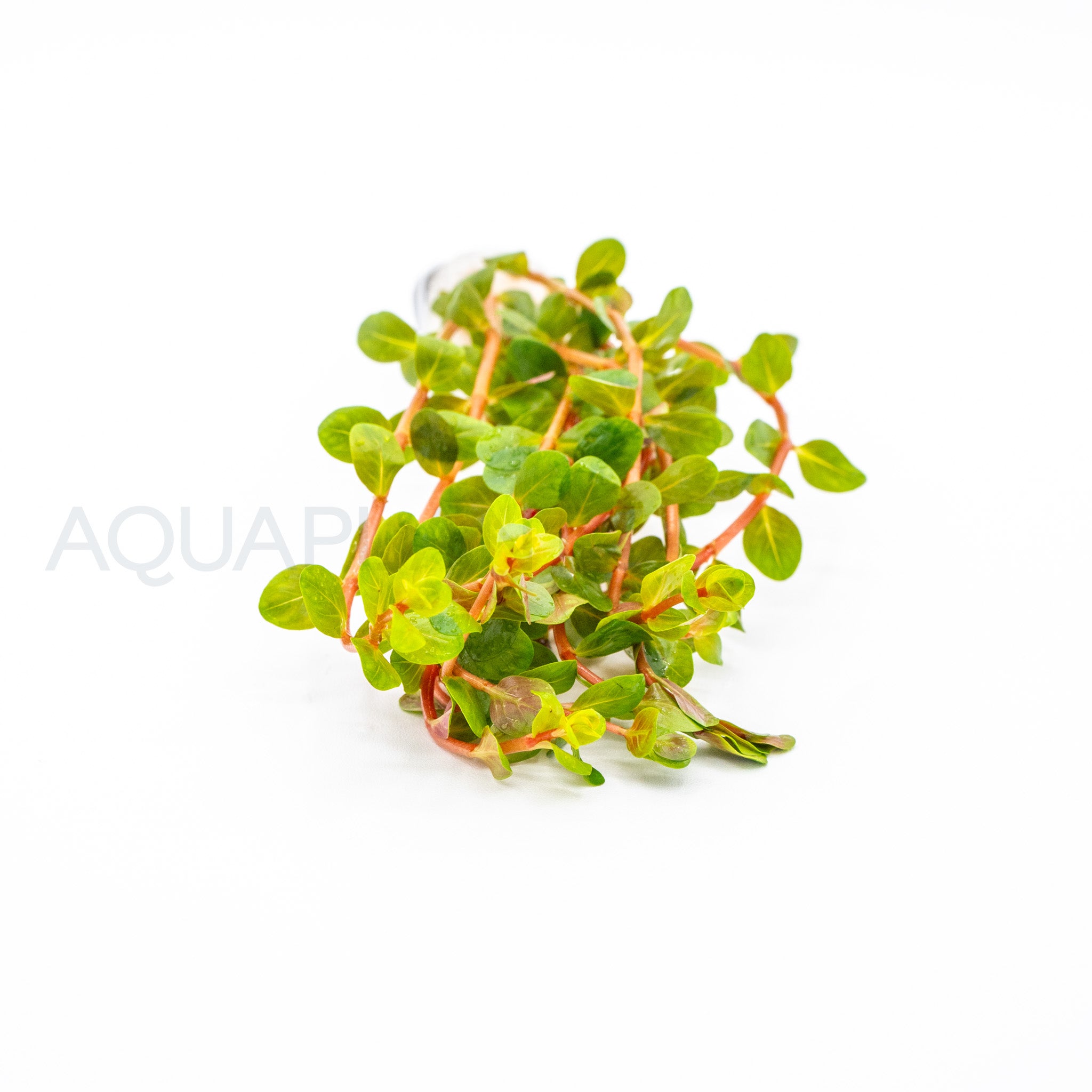 Rotala Blood Red aquarium plant — Aquaplantz Canada