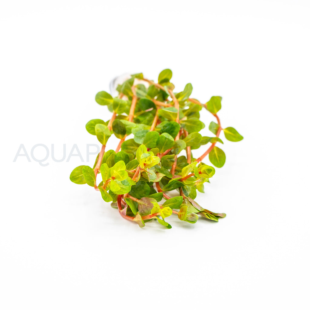 Rotala Blood Red aquarium plant — Aquaplantz Canada
