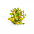 Rotala Blood Red aquarium plant — Aquaplantz Canada