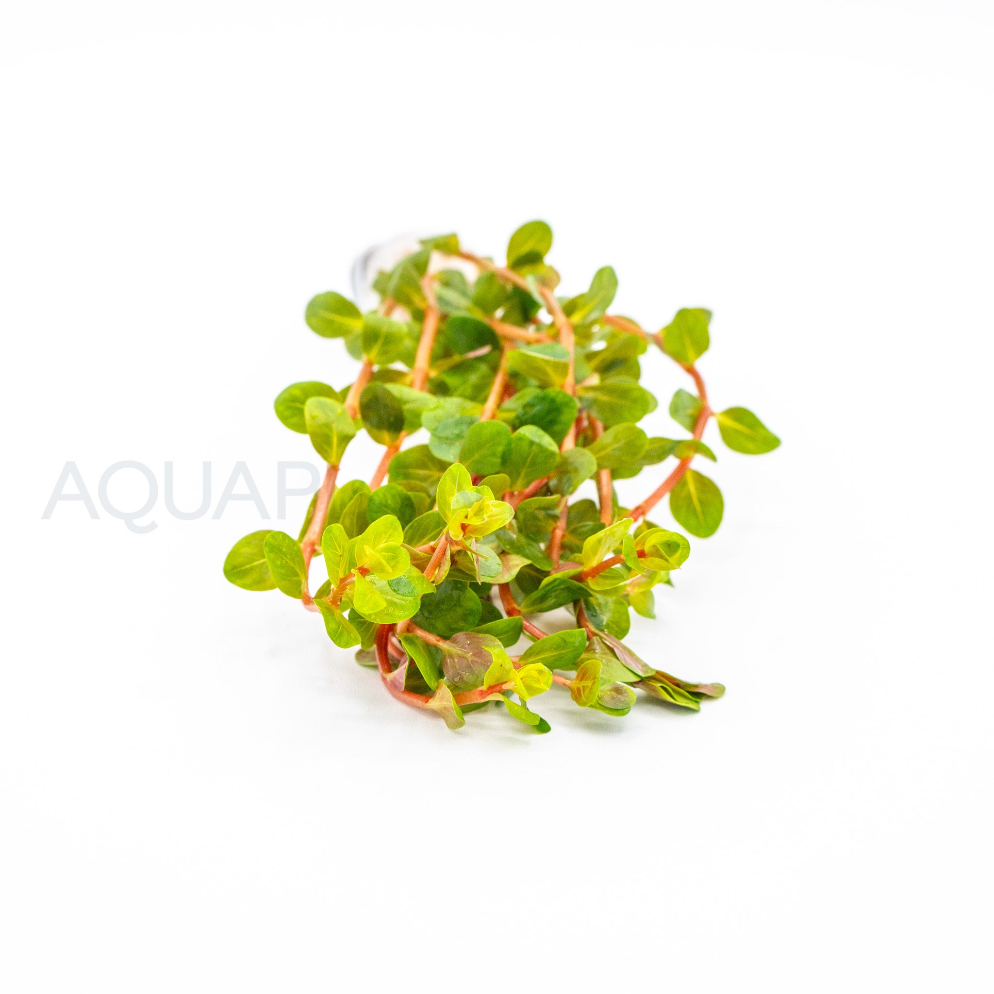 Rotala Blood Red aquarium plant — Aquaplantz Canada