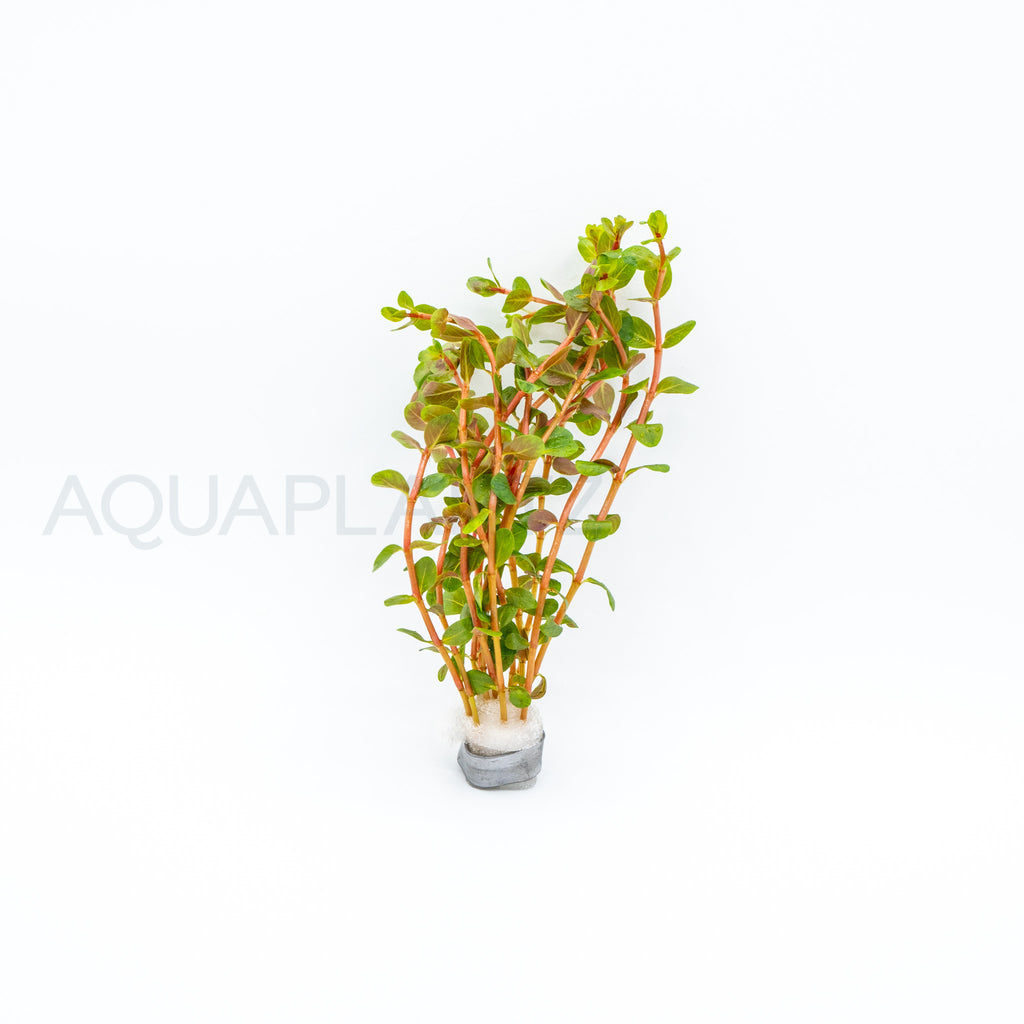 Rotala Blood Red aquarium plant — Aquaplantz Canada