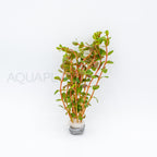 Rotala Blood Red aquarium plant — Aquaplantz Canada