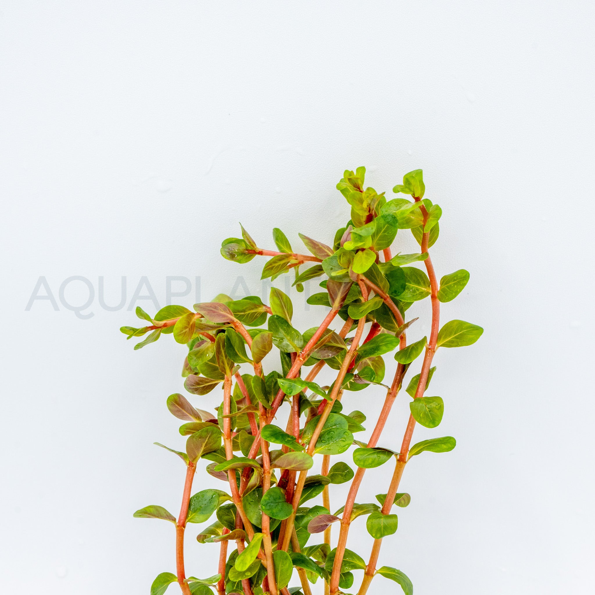 Rotala Blood Red aquarium plant — Aquaplantz Canada