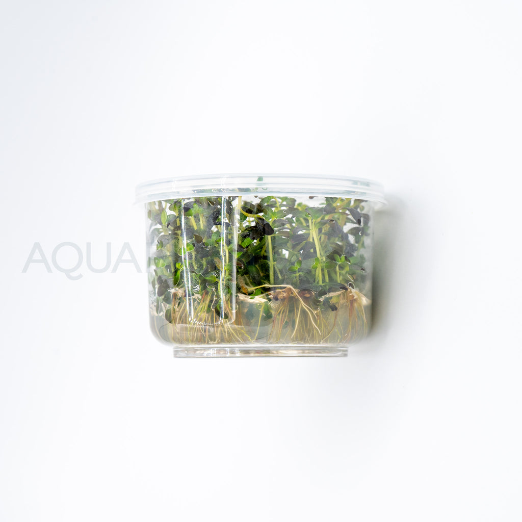 Rotala florida sunset (ramosior) T/C Cup tissue culture aquarium plant — Aquaplantz Canada