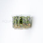 Rotala florida sunset (ramosior) T/C Cup tissue culture aquarium plant — Aquaplantz Canada