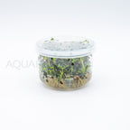Rotala florida sunset (ramosior) T/C Cup tissue culture aquarium plant — Aquaplantz Canada