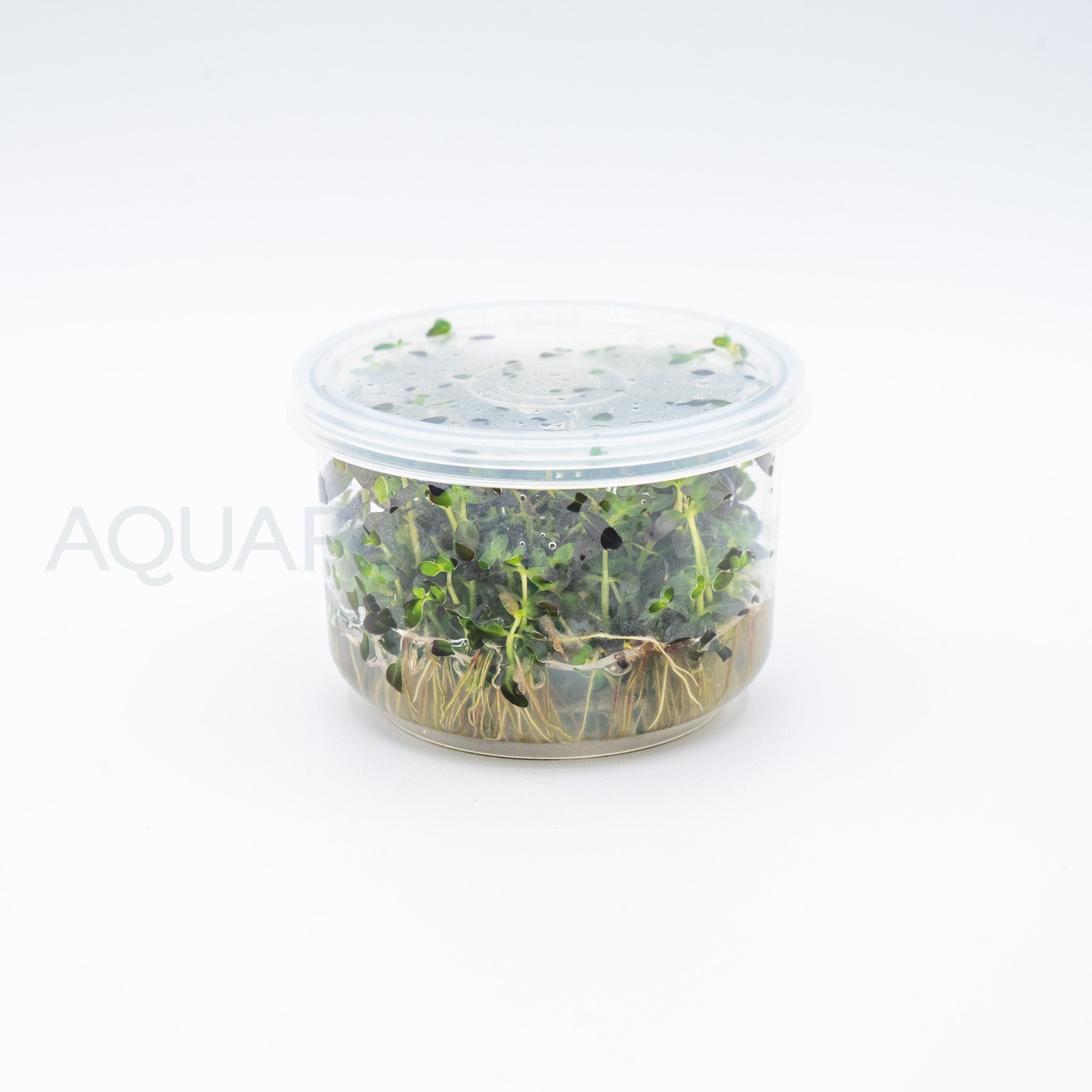 Rotala florida sunset (ramosior) T/C Cup tissue culture aquarium plant — Aquaplantz Canada