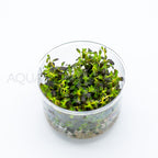 Rotala florida sunset (ramosior) T/C Cup tissue culture aquarium plant — Aquaplantz Canada
