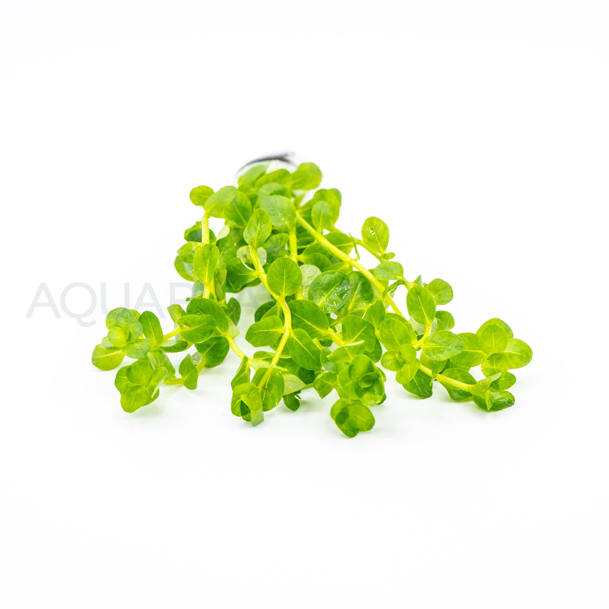 Rotala Green aquarium plant — Aquaplantz Canada