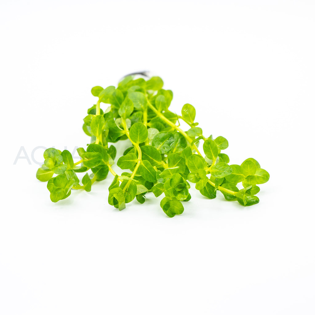 Rotala Green aquarium plant — Aquaplantz Canada