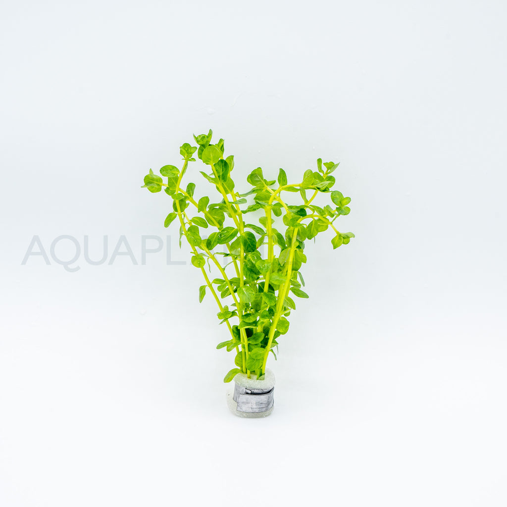 Rotala Green aquarium plant — Aquaplantz Canada