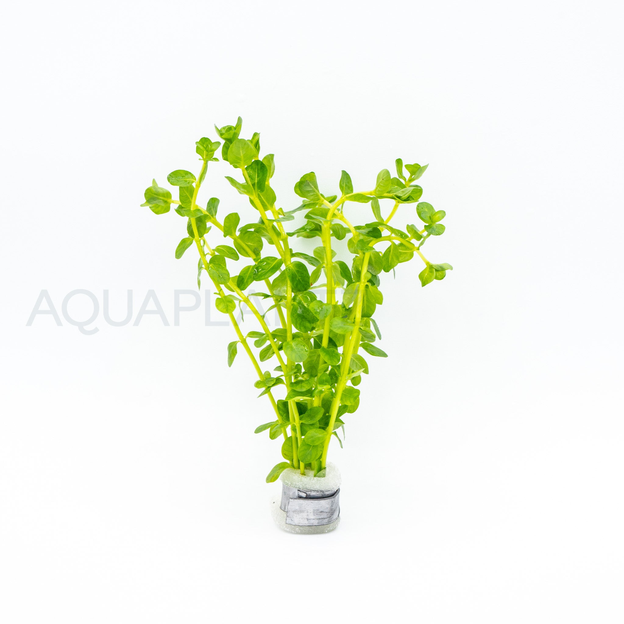 Rotala Green aquarium plant — Aquaplantz Canada
