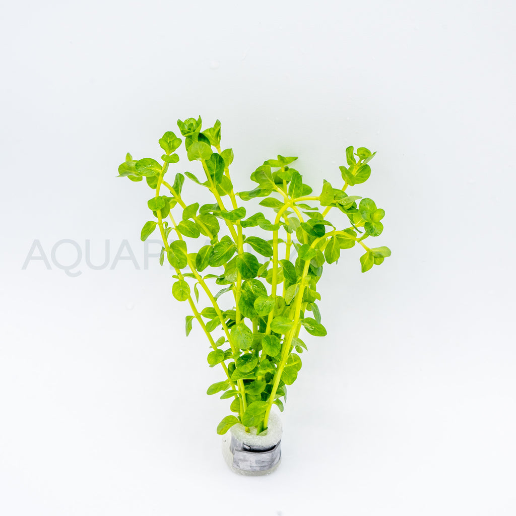 Rotala Green aquarium plant — Aquaplantz Canada