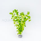 Rotala Green aquarium plant — Aquaplantz Canada