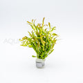 Rotala Red Cross aquarium plant — Aquaplantz Canada
