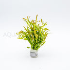 Rotala Red Cross aquarium plant — Aquaplantz Canada