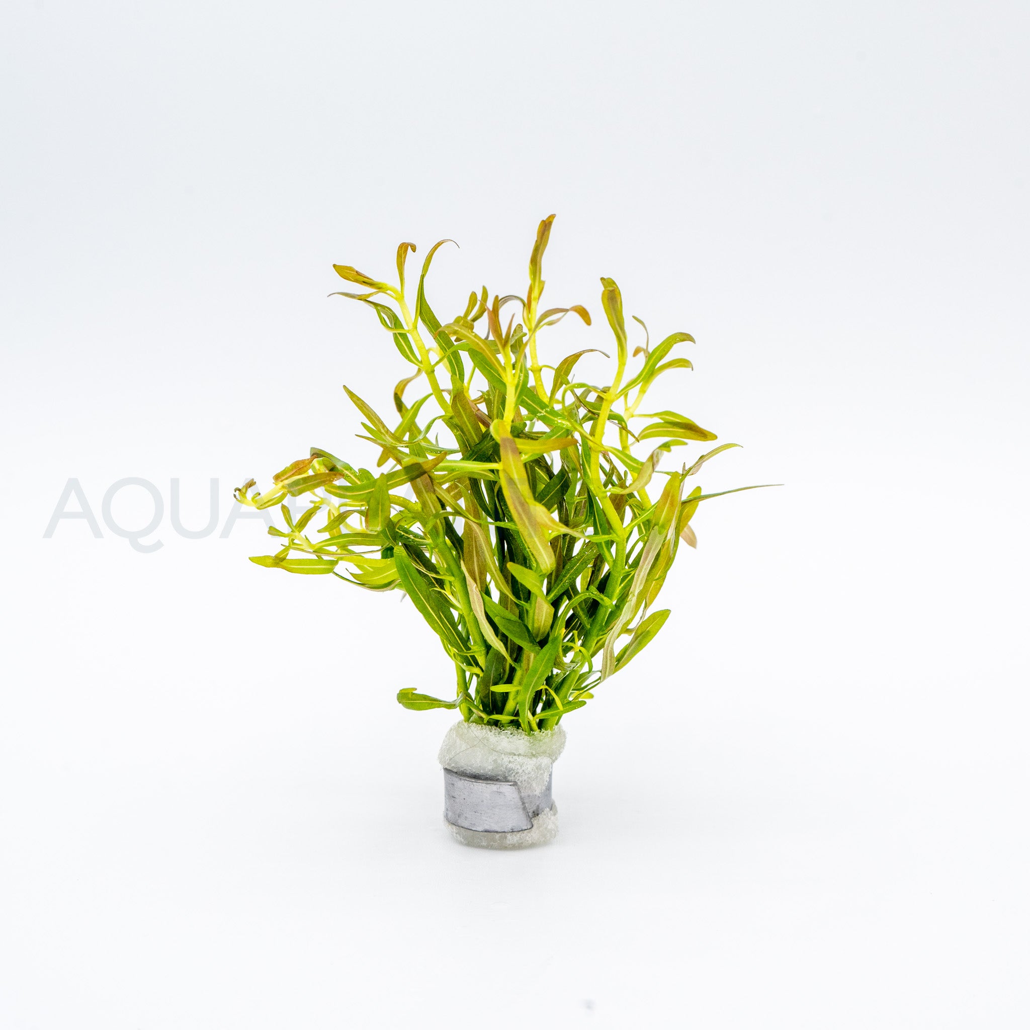 Rotala Red Cross aquarium plant — Aquaplantz Canada