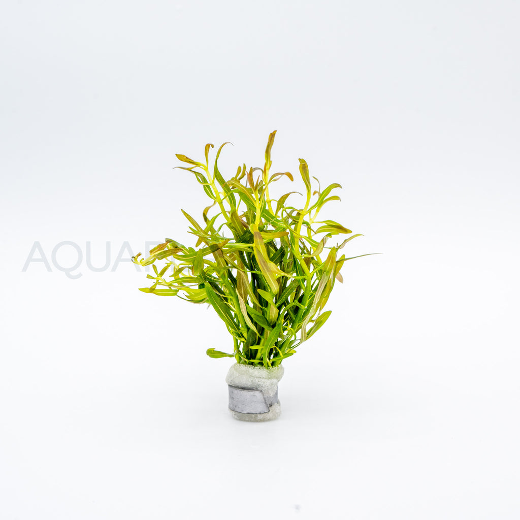 Rotala Red Cross aquarium plant — Aquaplantz Canada