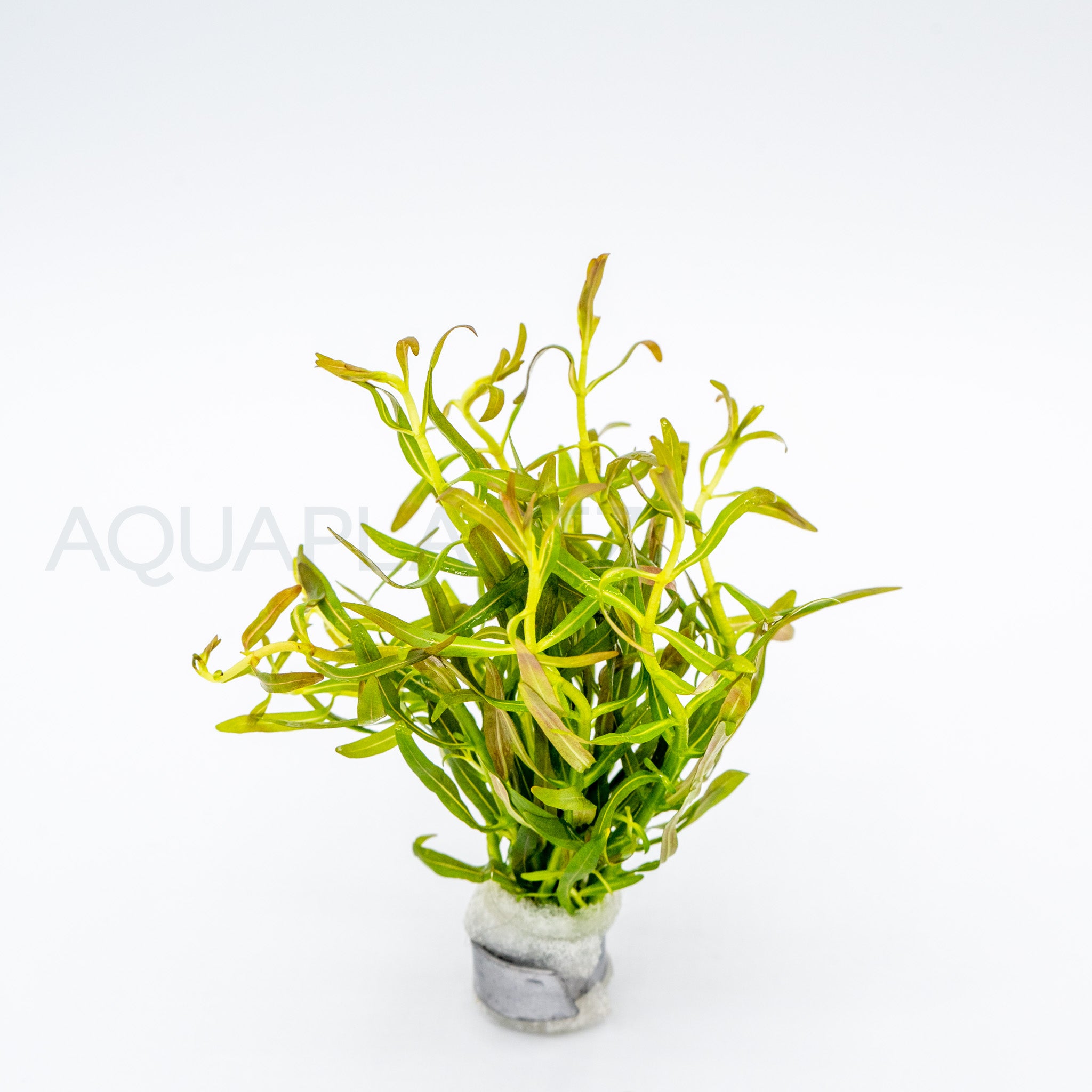 Rotala Red Cross aquarium plant — Aquaplantz Canada