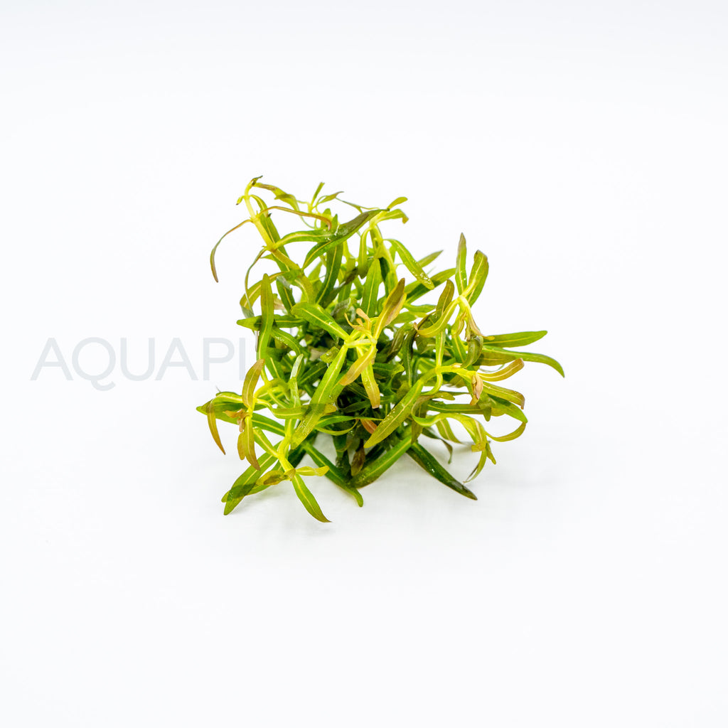Rotala Red Cross aquarium plant — Aquaplantz Canada