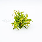 Rotala Red Cross aquarium plant — Aquaplantz Canada