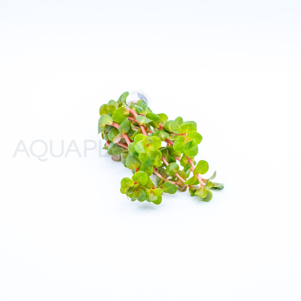 Rotala rotundifolia Red aquarium plant — Aquaplantz Canada