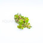 Rotala rotundifolia Red aquarium plant — Aquaplantz Canada