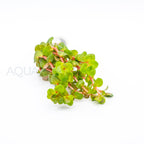 Rotala rotundifolia Red aquarium plant — Aquaplantz Canada