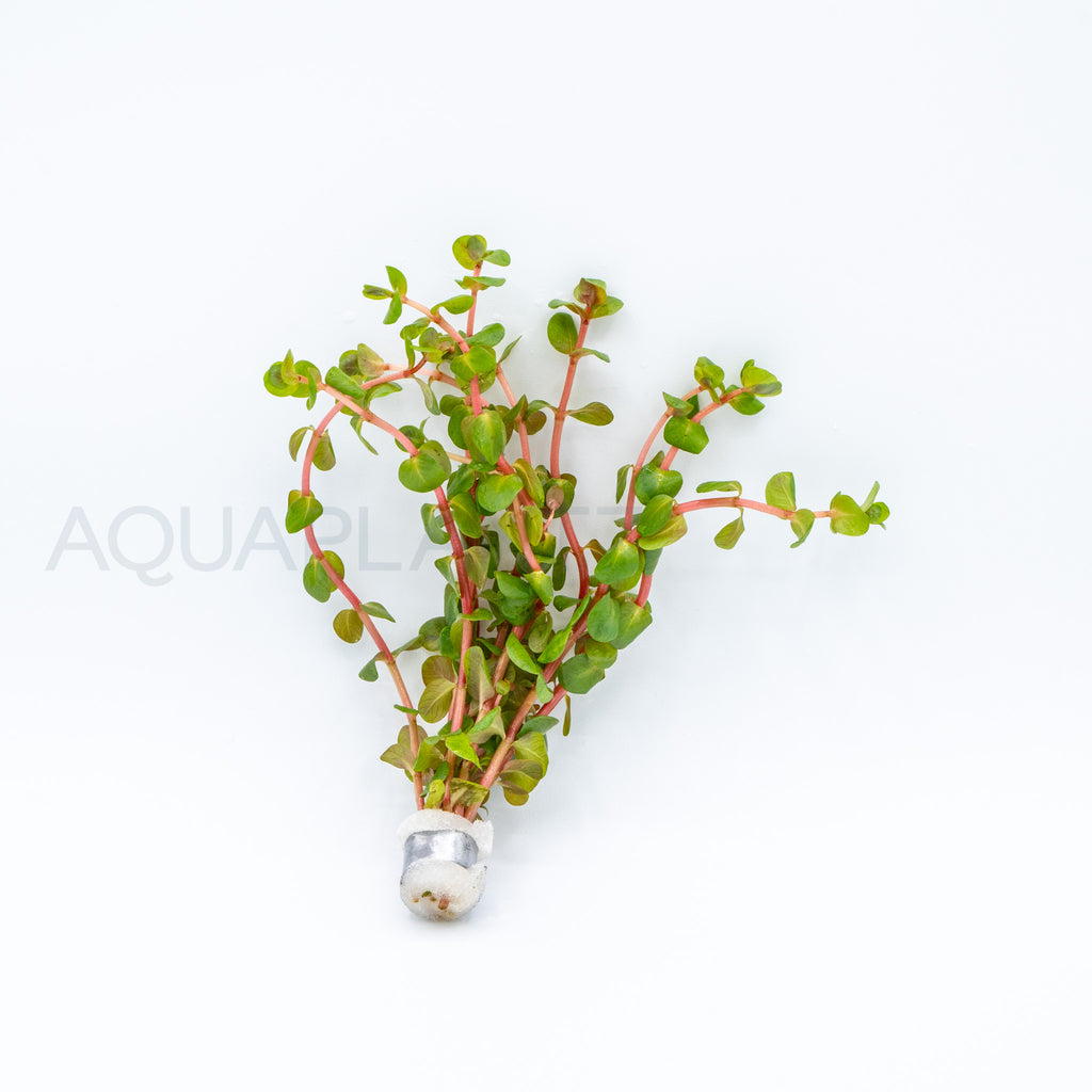 Rotala rotundifolia Red aquarium plant — Aquaplantz Canada