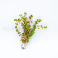 Rotala rotundifolia Red aquarium plant — Aquaplantz Canada