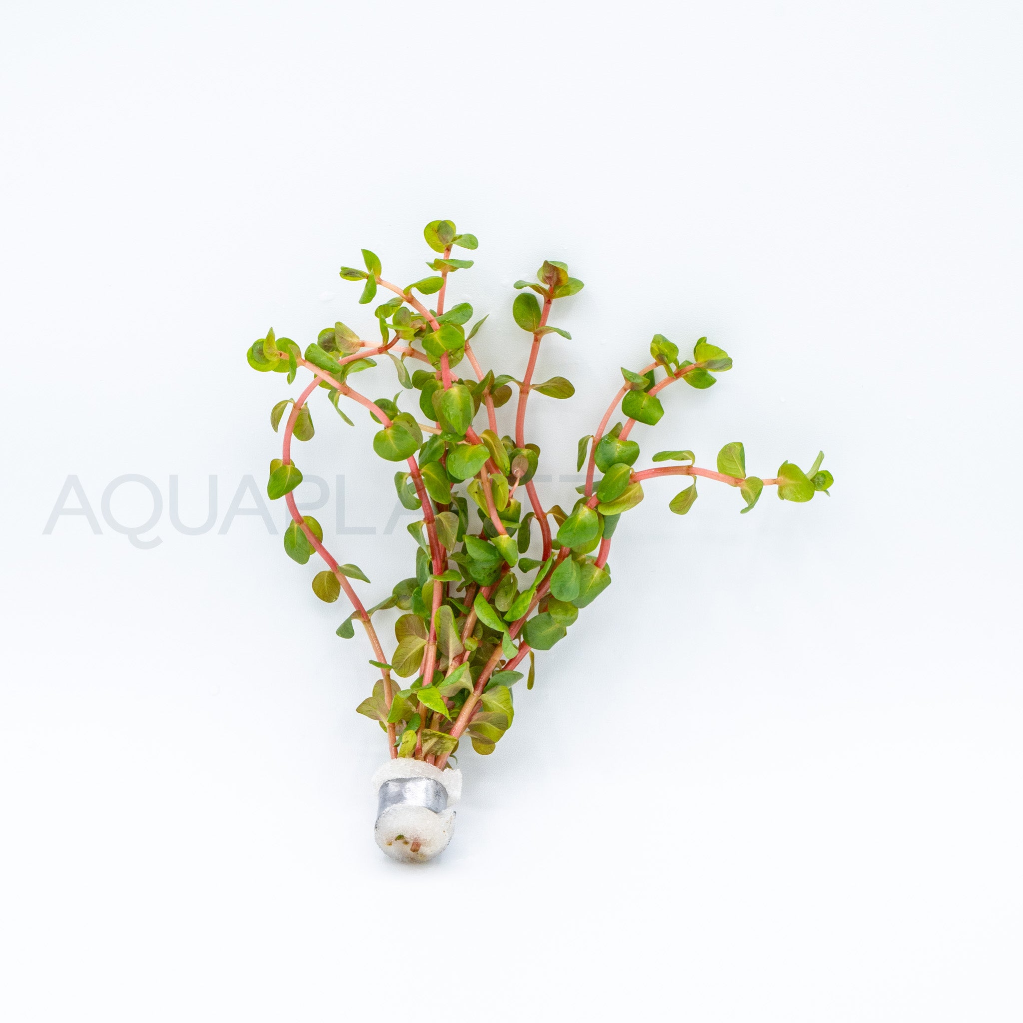 Rotala rotundifolia Red aquarium plant — Aquaplantz Canada