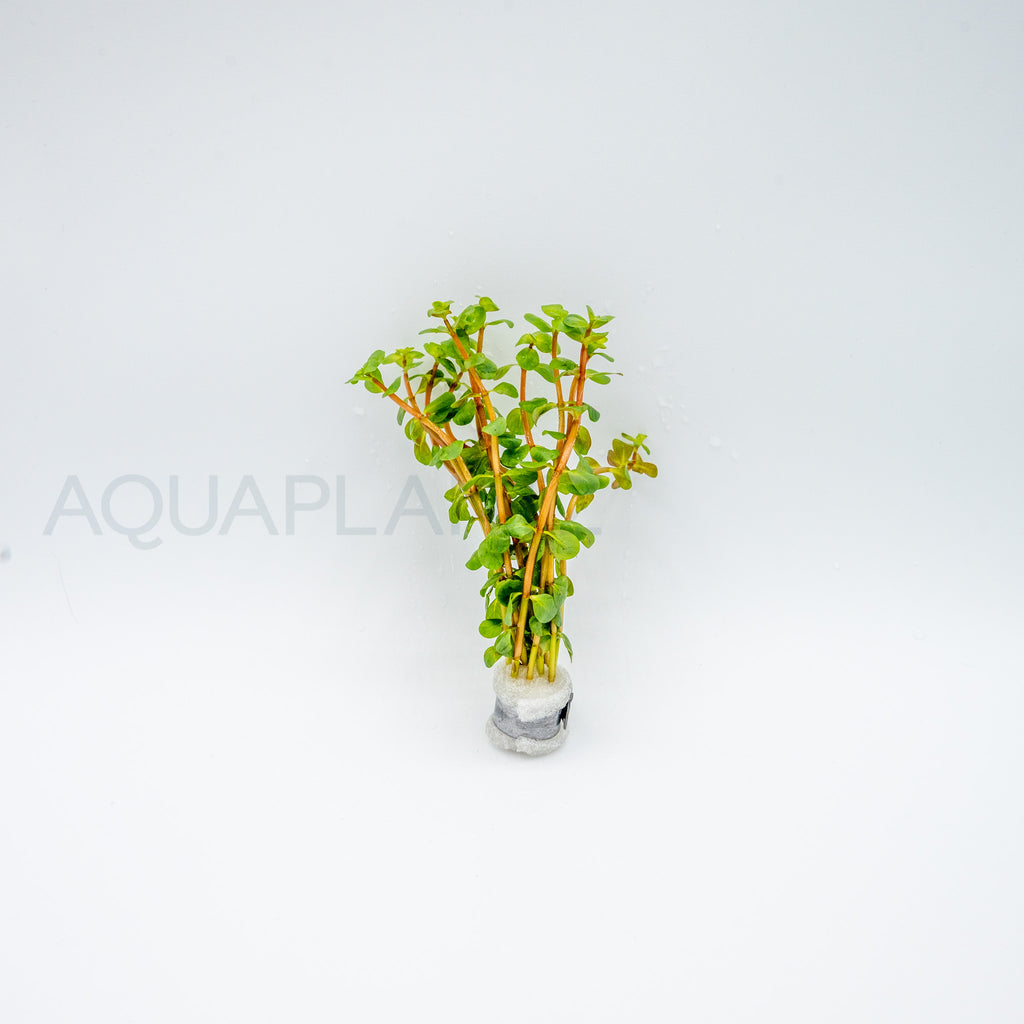 Rotala rotundifolia Wayanad aquarium plant — Aquaplantz Canada